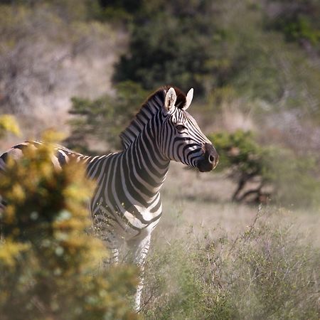 Bukela Game Lodge - Riserva Faunistica di Amakhala Esterno foto