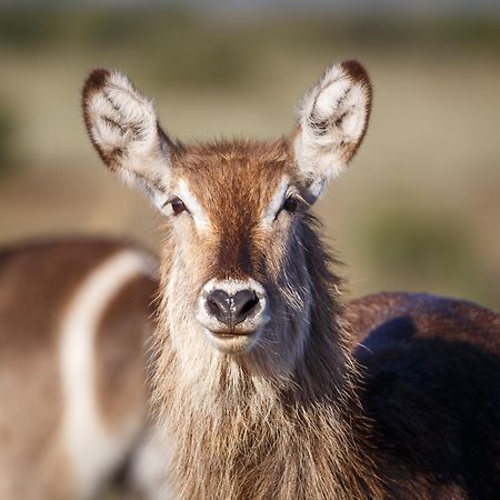 Bukela Game Lodge - Riserva Faunistica di Amakhala Esterno foto