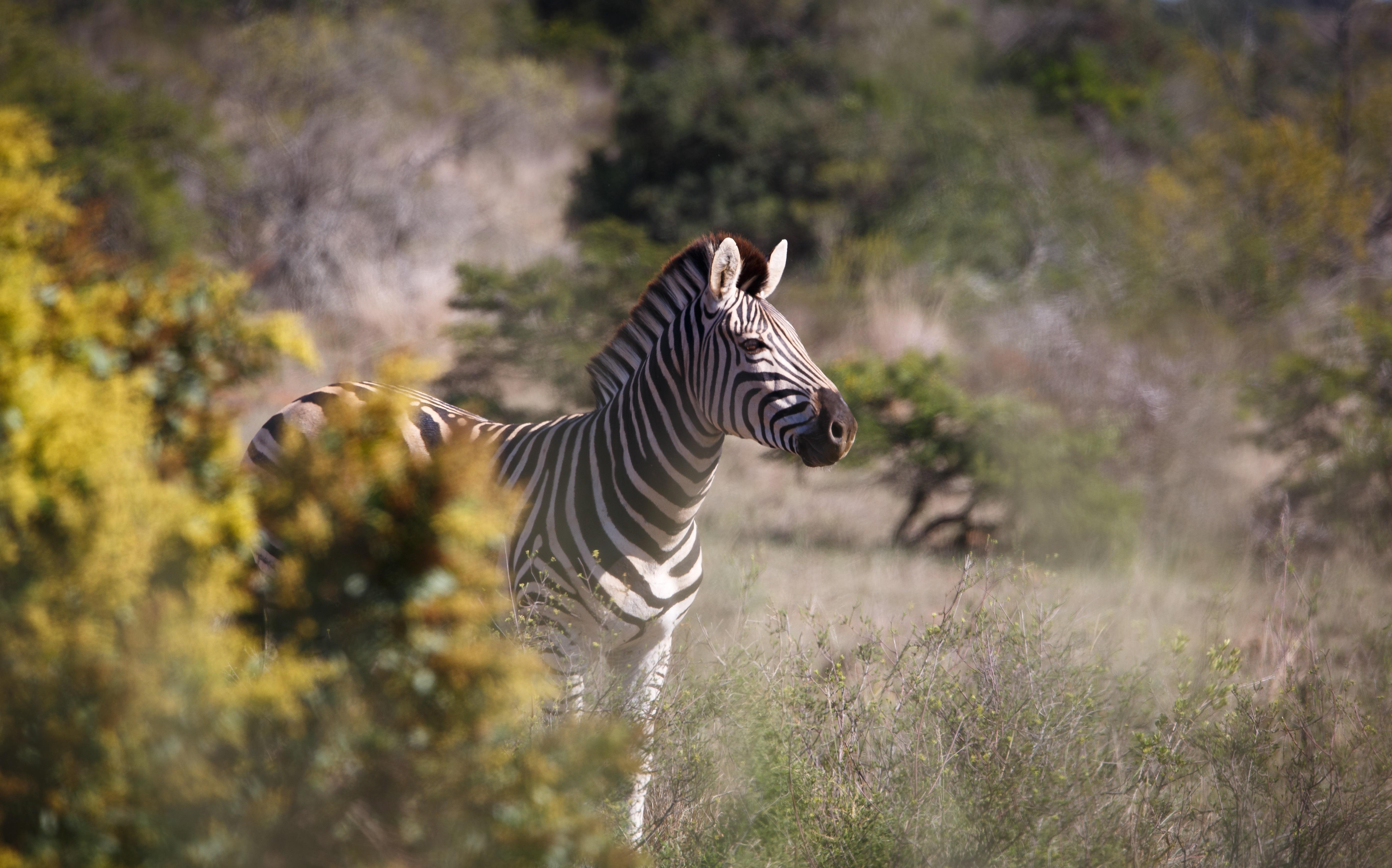 Bukela Game Lodge - Riserva Faunistica di Amakhala Esterno foto