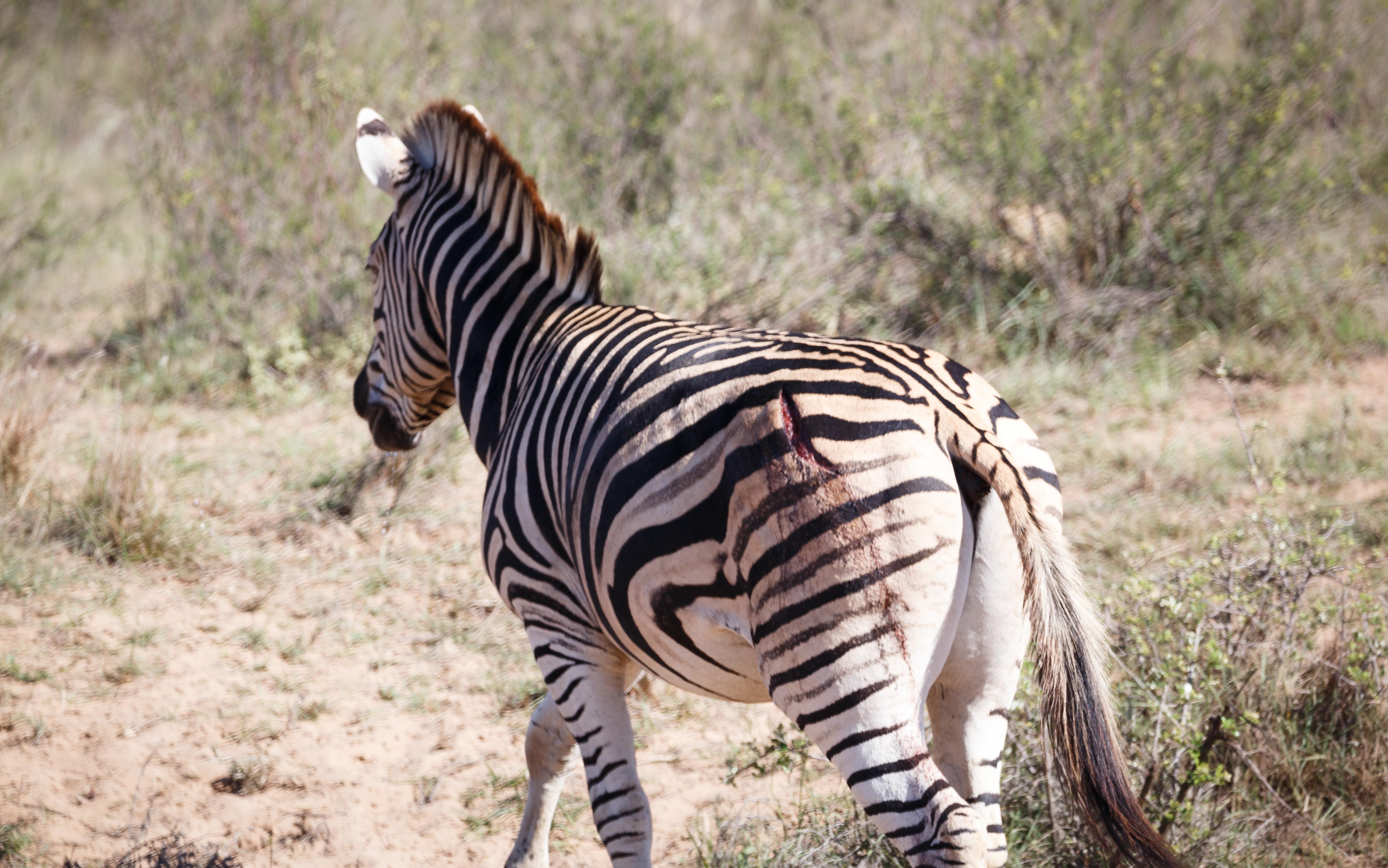 Bukela Game Lodge - Riserva Faunistica di Amakhala Esterno foto