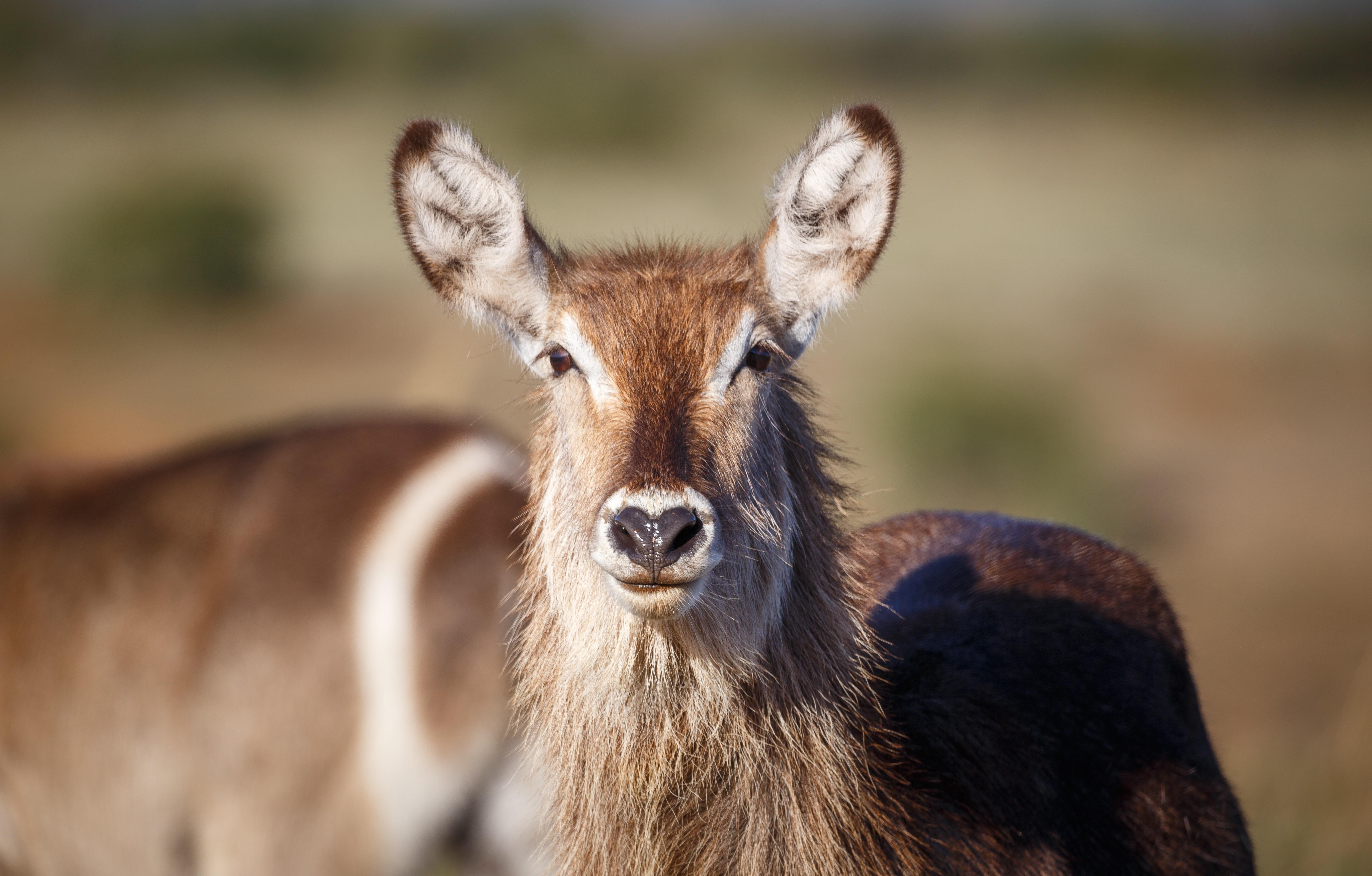 Bukela Game Lodge - Riserva Faunistica di Amakhala Esterno foto