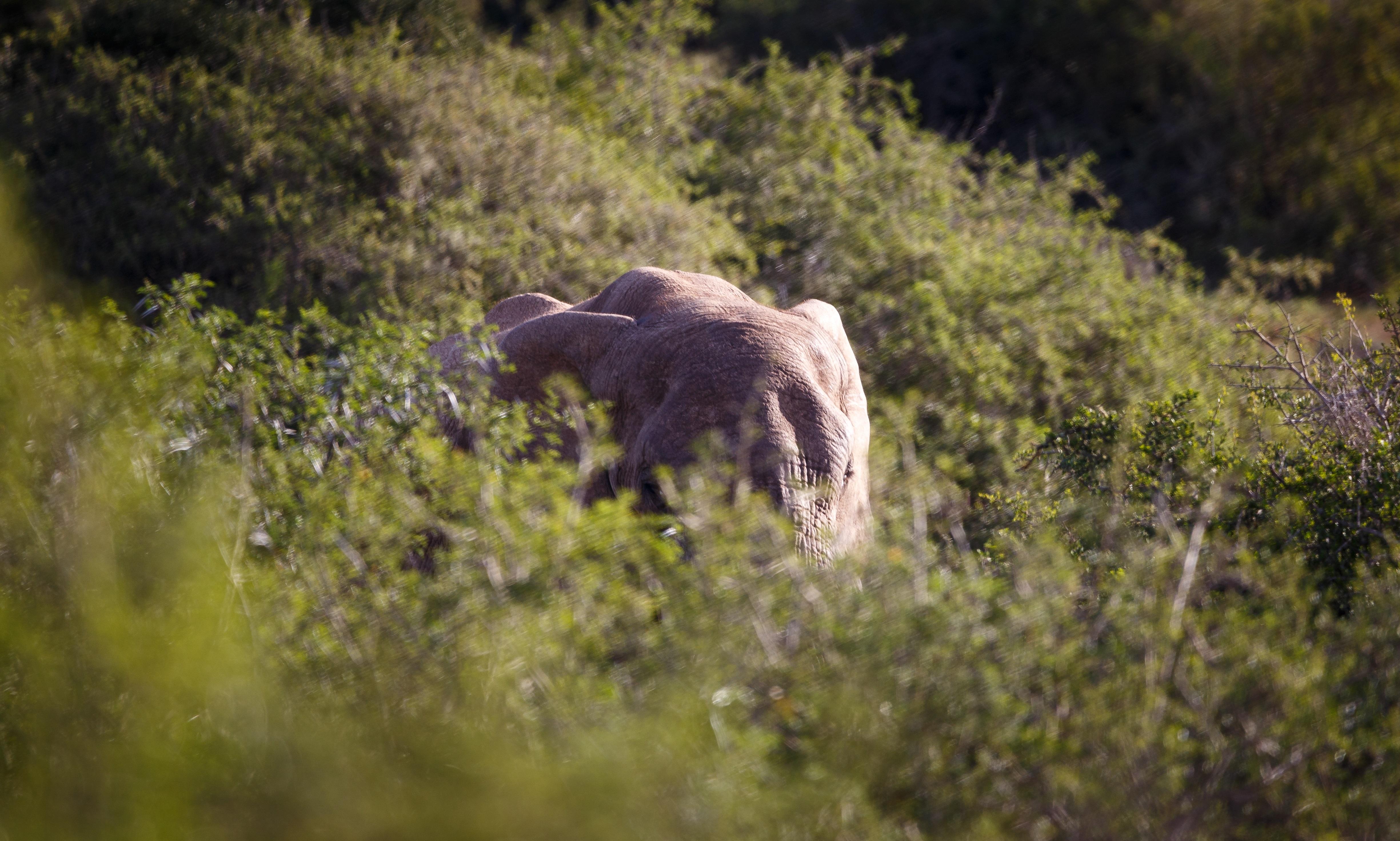 Bukela Game Lodge - Riserva Faunistica di Amakhala Esterno foto