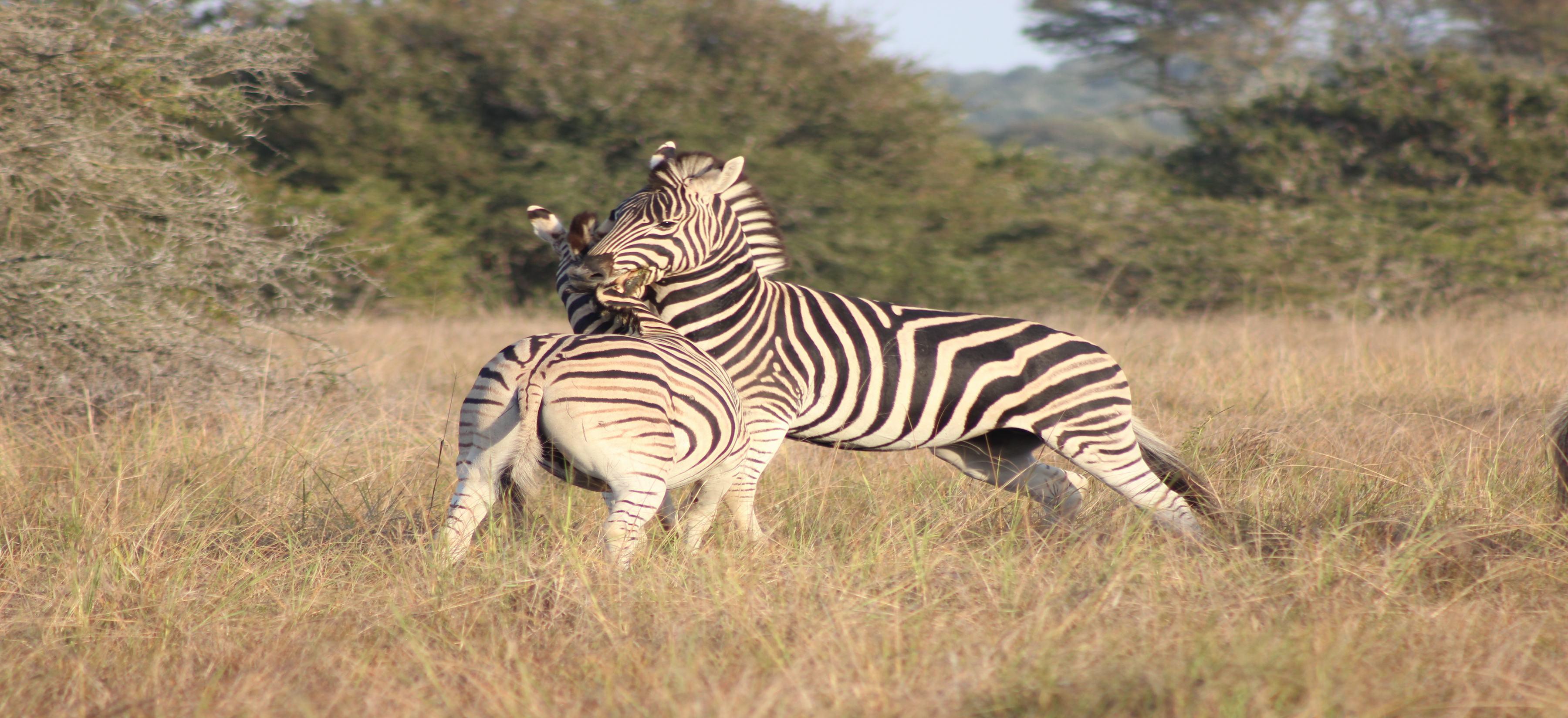 Bukela Game Lodge - Riserva Faunistica di Amakhala Esterno foto