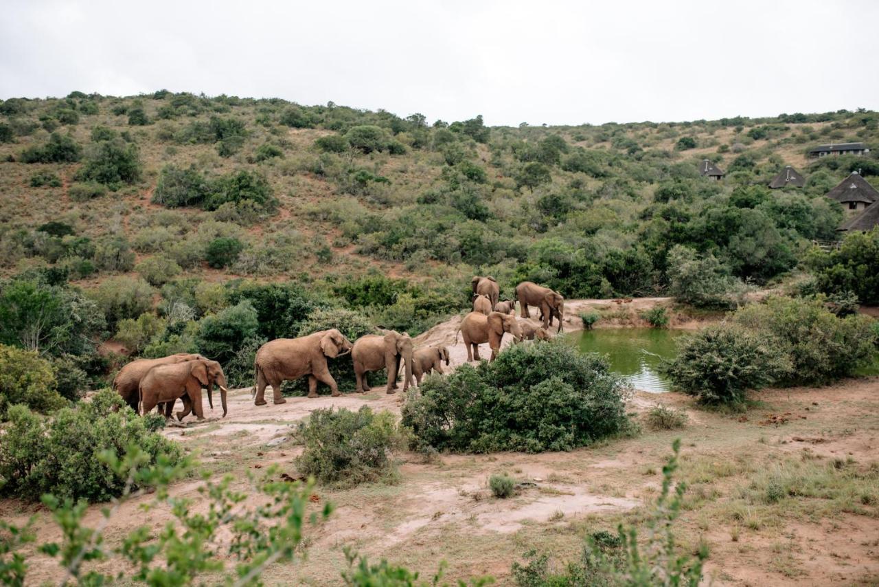 Bukela Game Lodge - Riserva Faunistica di Amakhala Esterno foto