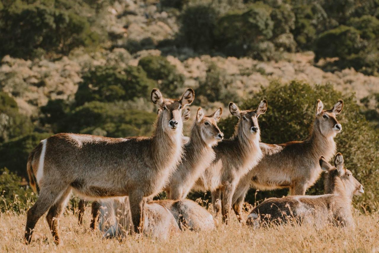 Bukela Game Lodge - Riserva Faunistica di Amakhala Esterno foto