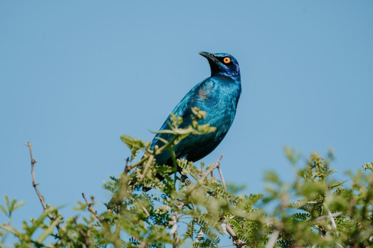 Bukela Game Lodge - Riserva Faunistica di Amakhala Esterno foto