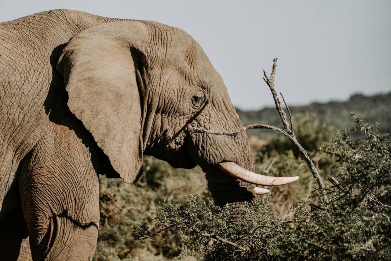 Bukela Game Lodge - Riserva Faunistica di Amakhala Esterno foto