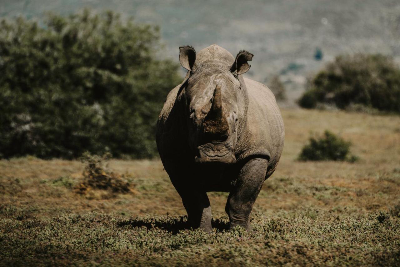 Bukela Game Lodge - Riserva Faunistica di Amakhala Esterno foto