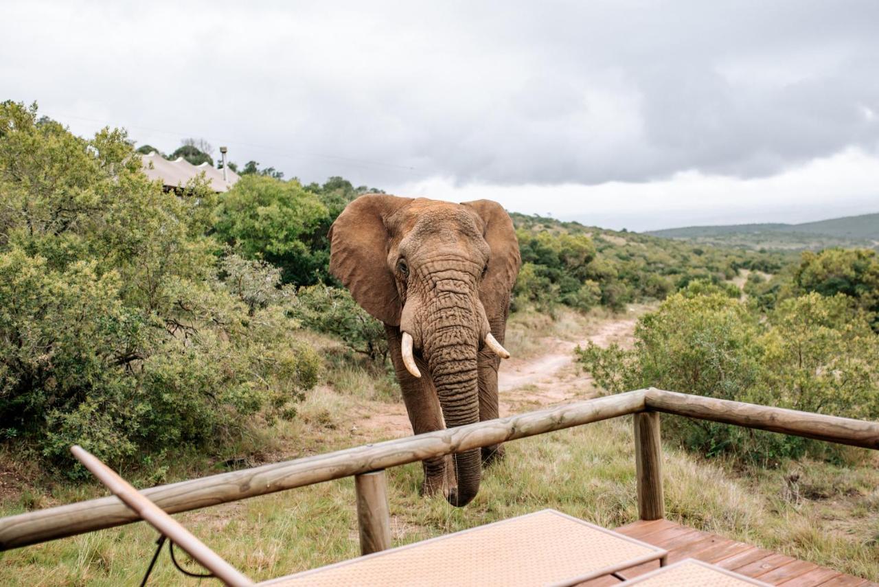 Bukela Game Lodge - Riserva Faunistica di Amakhala Esterno foto