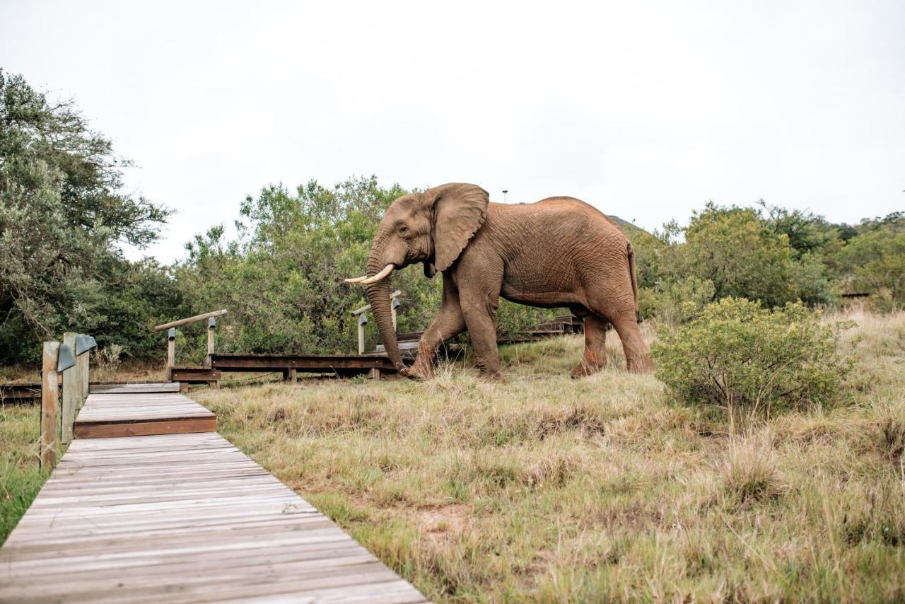 Bukela Game Lodge - Riserva Faunistica di Amakhala Esterno foto