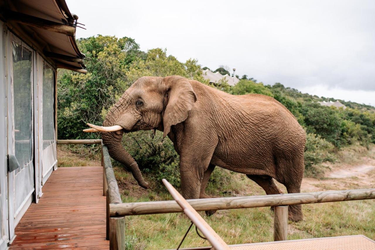 Bukela Game Lodge - Riserva Faunistica di Amakhala Esterno foto