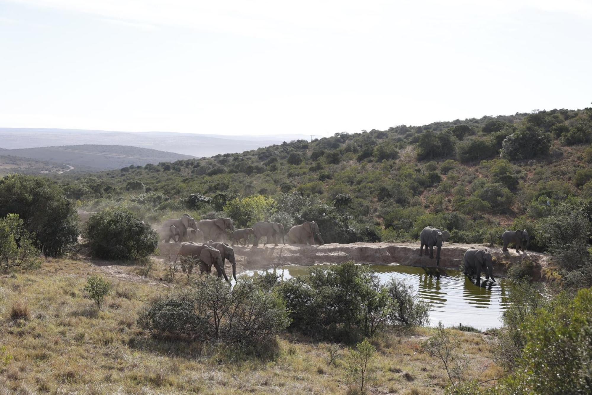 Bukela Game Lodge - Riserva Faunistica di Amakhala Esterno foto