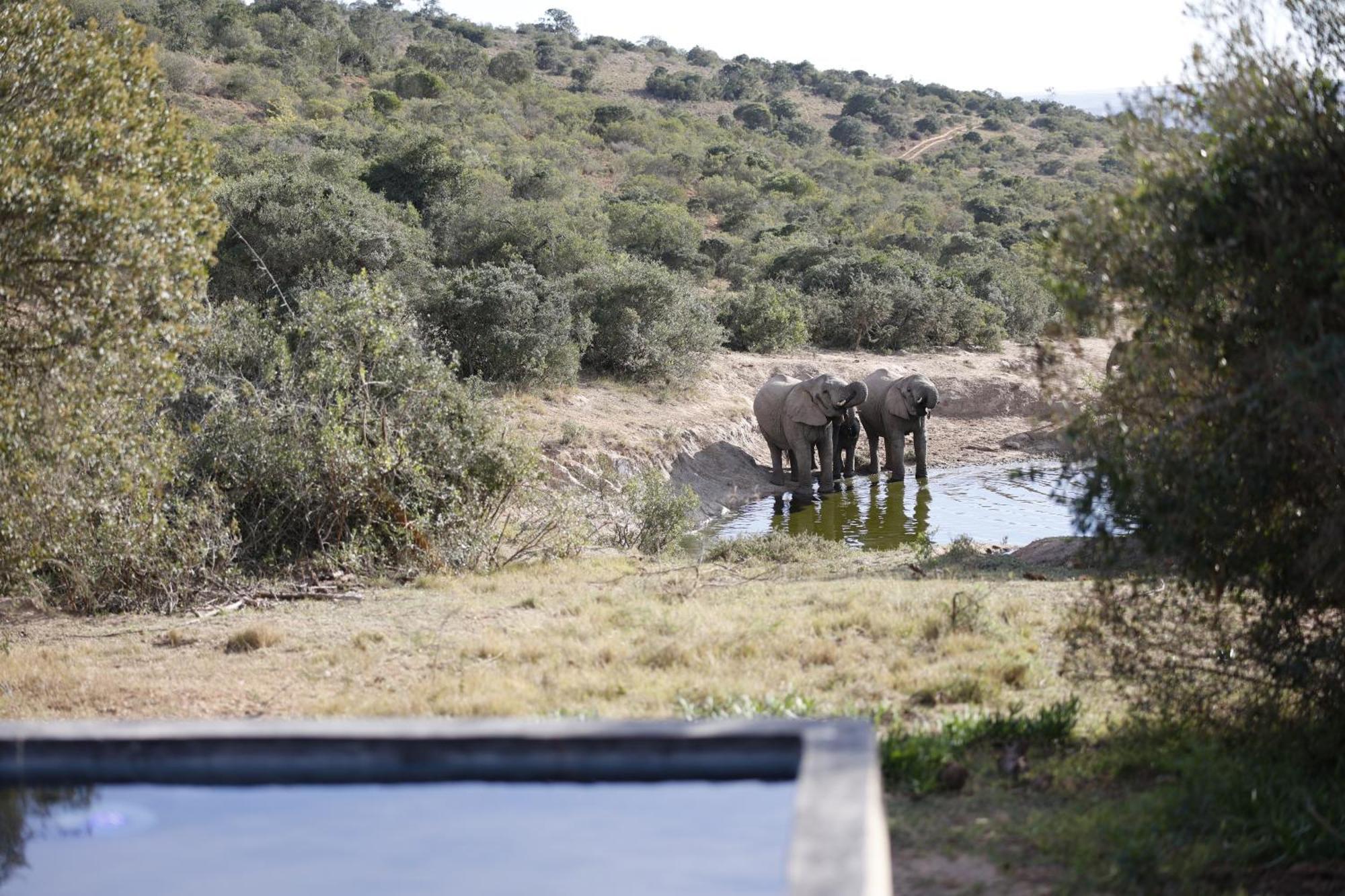 Bukela Game Lodge - Riserva Faunistica di Amakhala Esterno foto