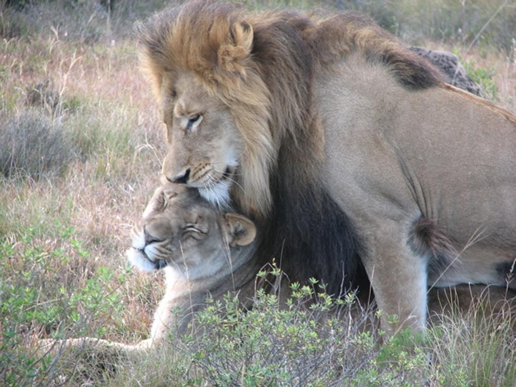 Bukela Game Lodge - Riserva Faunistica di Amakhala Esterno foto