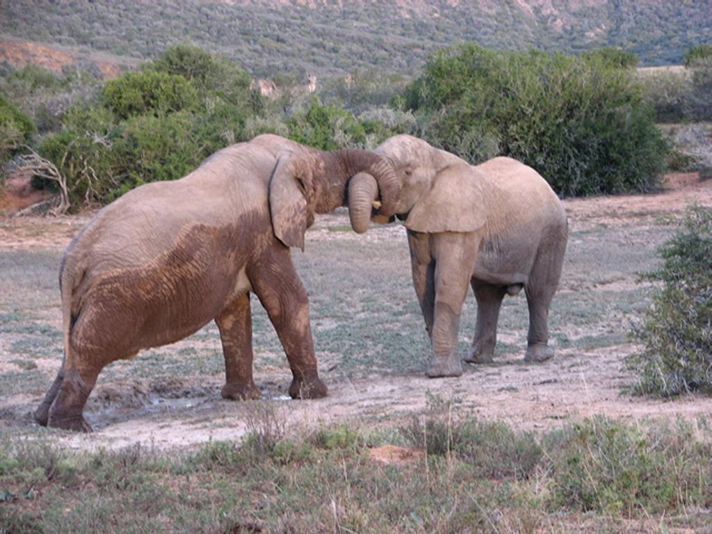 Bukela Game Lodge - Riserva Faunistica di Amakhala Esterno foto