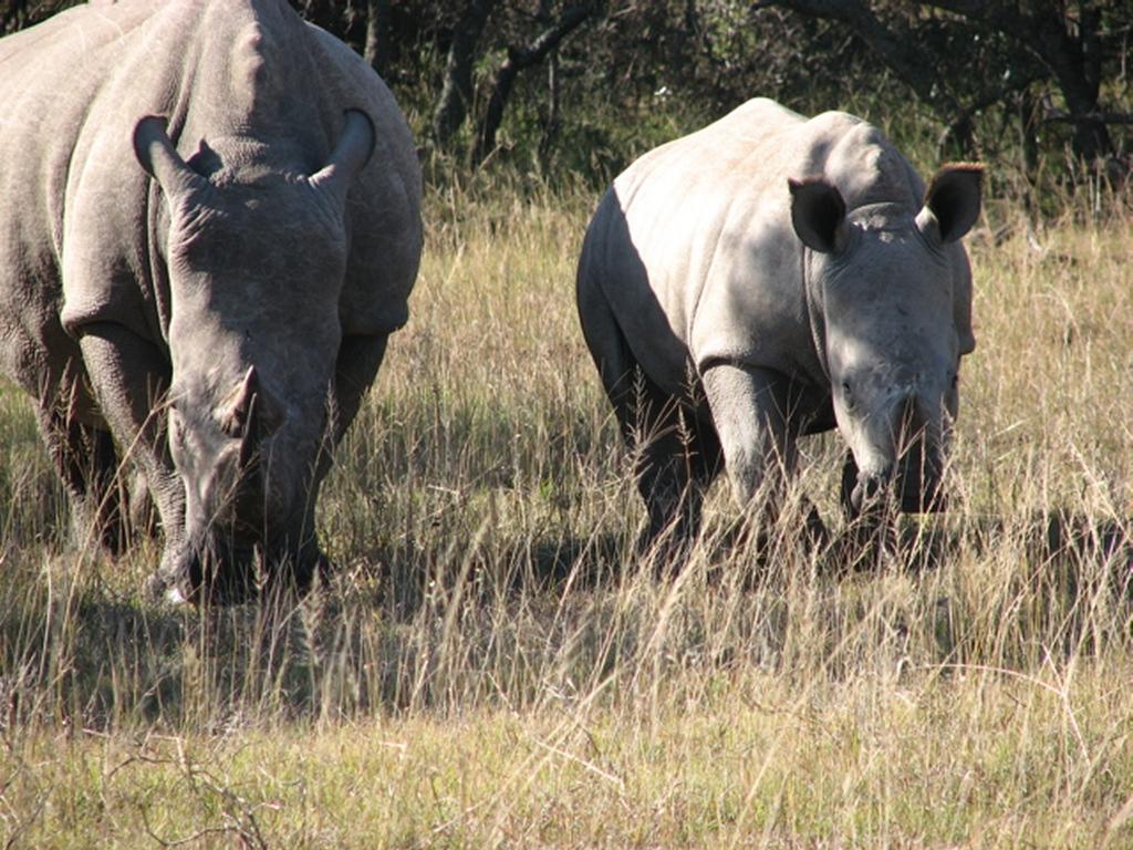 Bukela Game Lodge - Riserva Faunistica di Amakhala Esterno foto