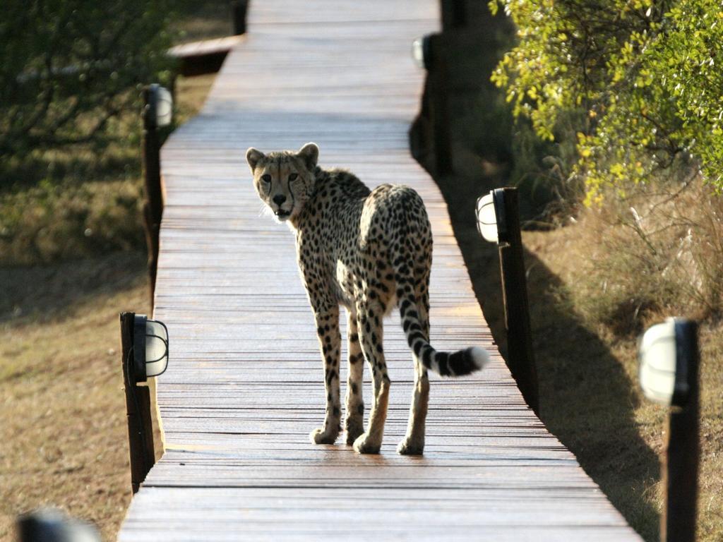 Bukela Game Lodge - Riserva Faunistica di Amakhala Esterno foto