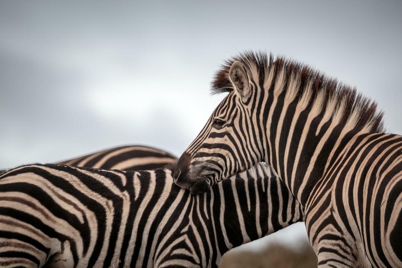 Bukela Game Lodge - Riserva Faunistica di Amakhala Esterno foto