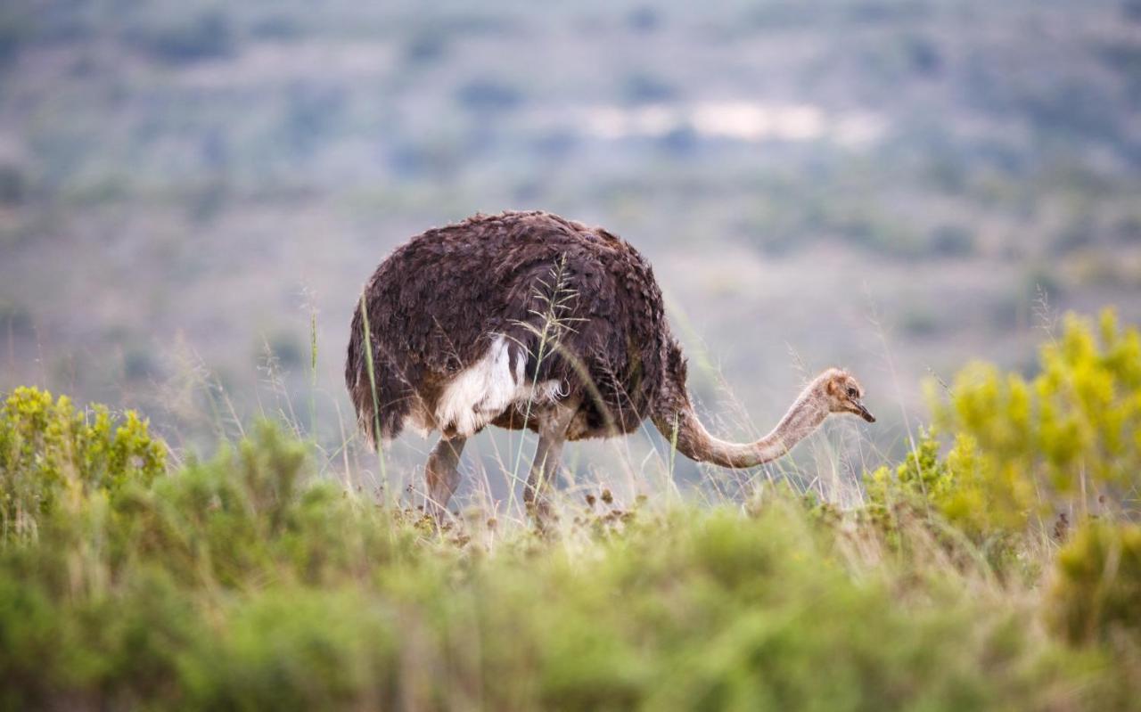 Bukela Game Lodge - Riserva Faunistica di Amakhala Esterno foto