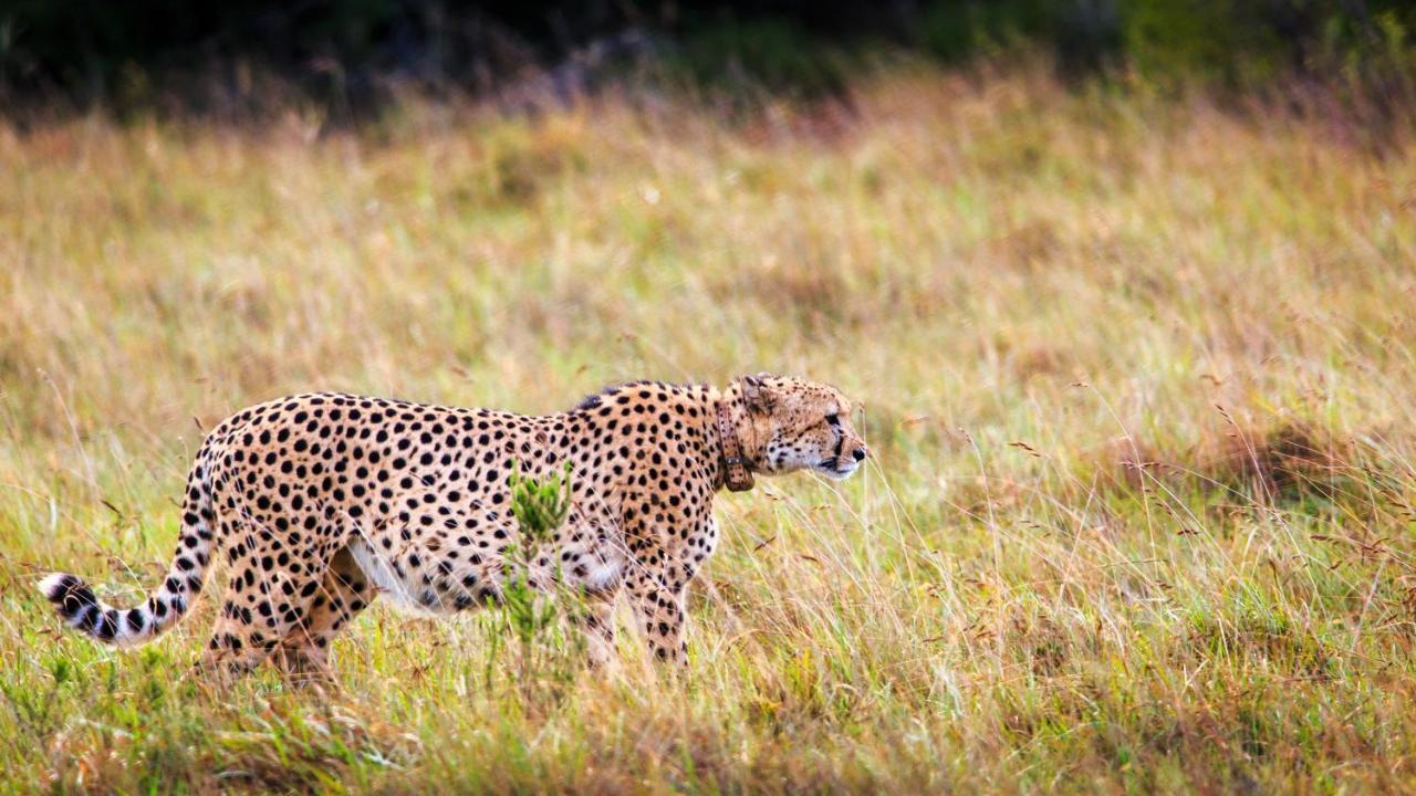 Bukela Game Lodge - Riserva Faunistica di Amakhala Esterno foto