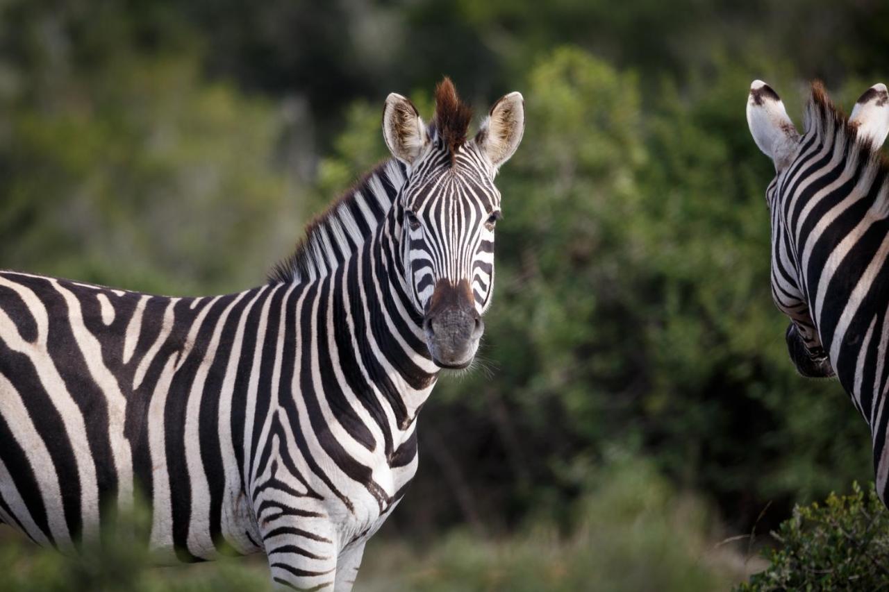 Bukela Game Lodge - Riserva Faunistica di Amakhala Esterno foto